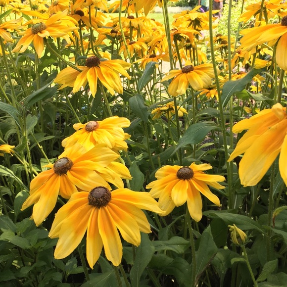 Meet your Posher, Susan - Picture 1 of 1